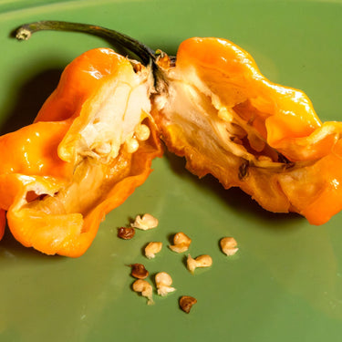 Bubblegum 7 Pot x SRTSL Orange Pepper Seeds - The Pepper Pantry (Formerly Marie Sharp's)